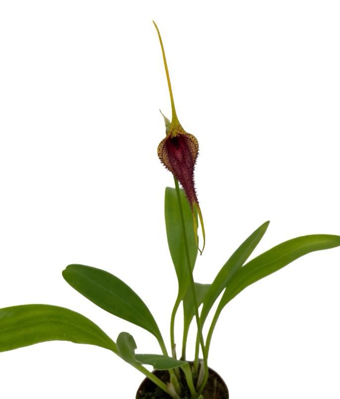 Masdevallia bennettii