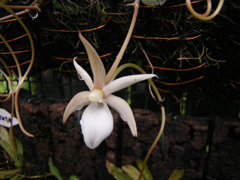 Aerangis punctata