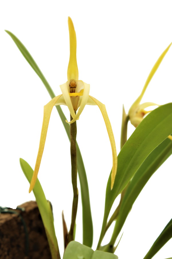 Maxillaria bradei