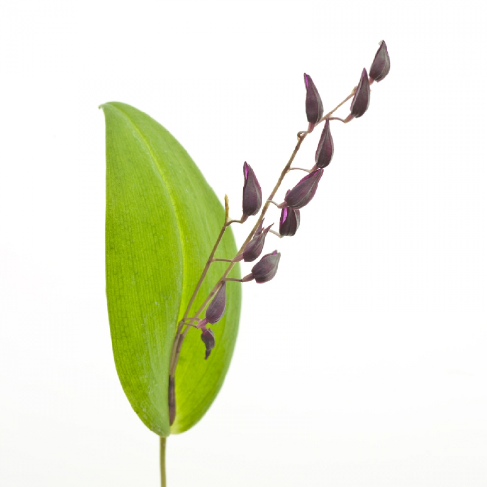 Pleurothallis powellii