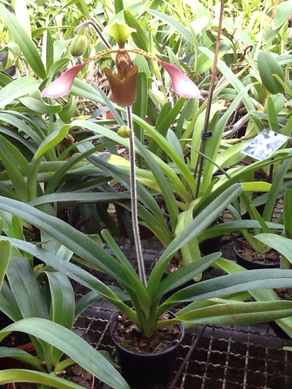 Paphiopedilum lowii
