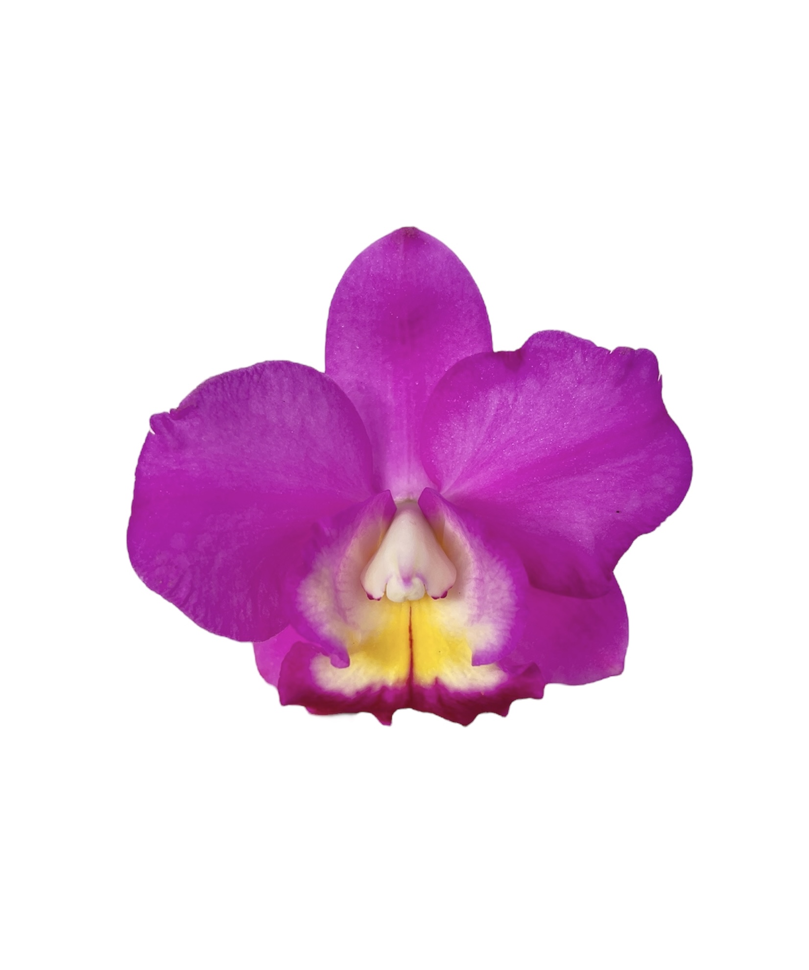 Cattleya Wufong Rose