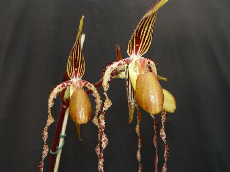 Paphiopedilum sanderianum