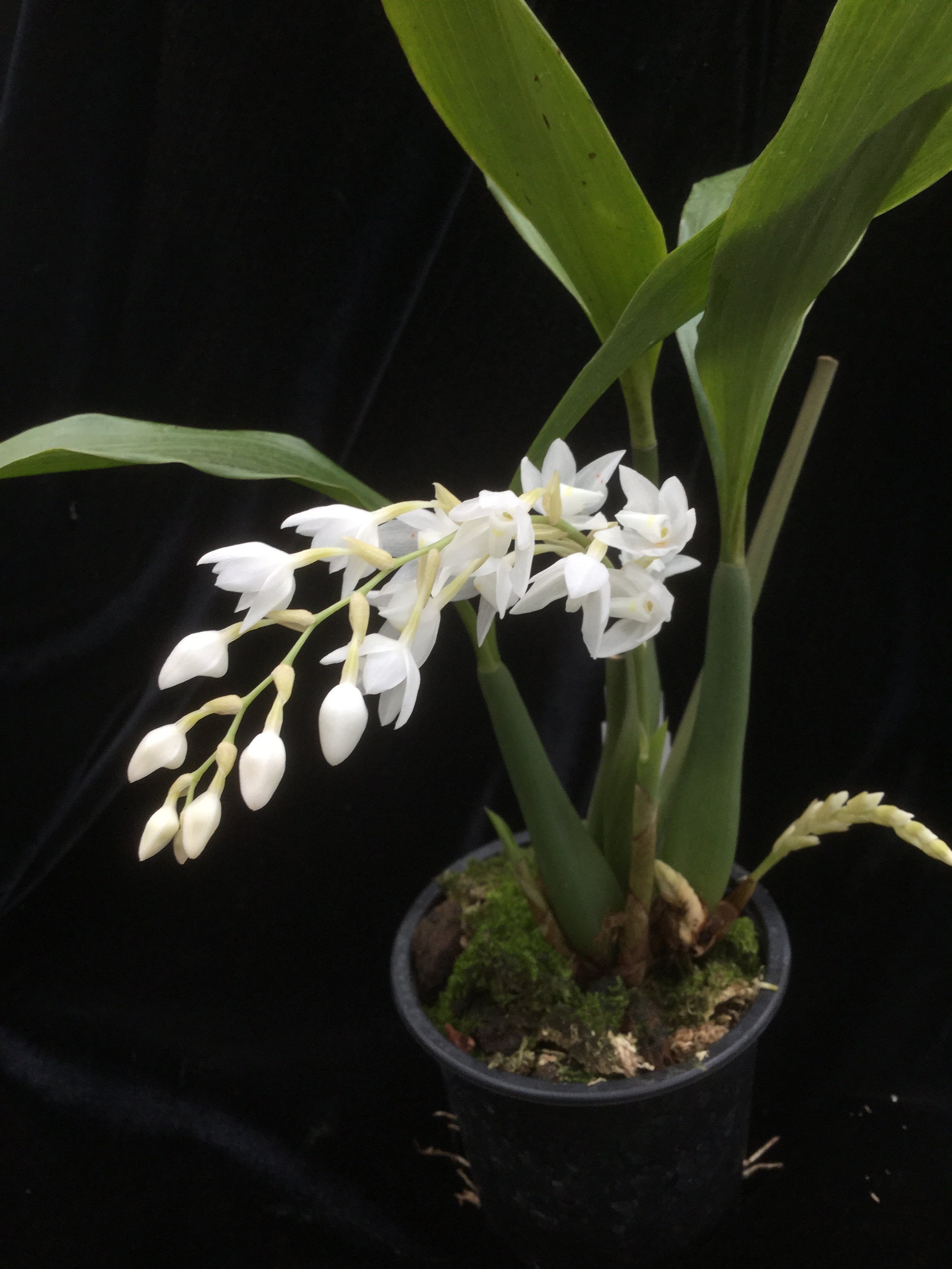 Pholidota longipes