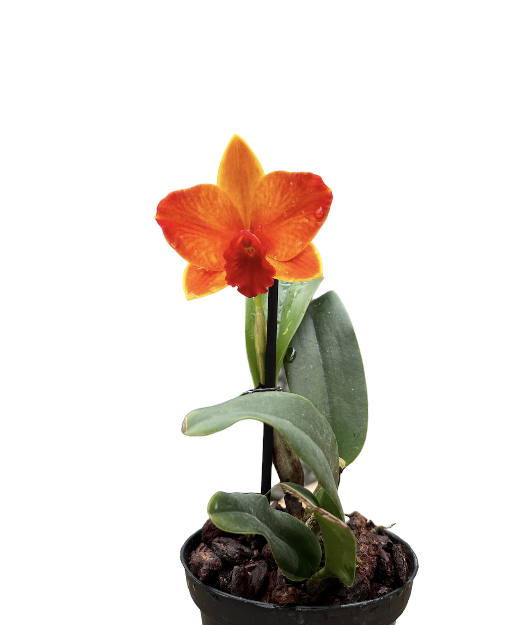 Cattleya Ayrton Senna 'Estoril'