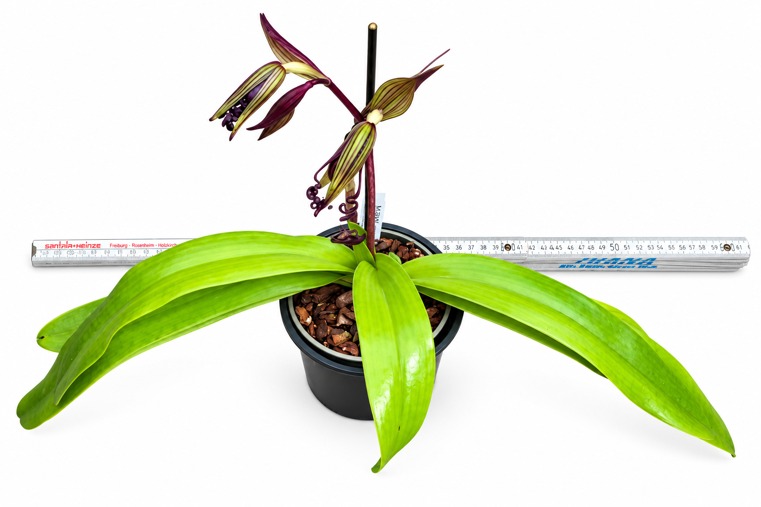 Paphiopedilum sanderianum