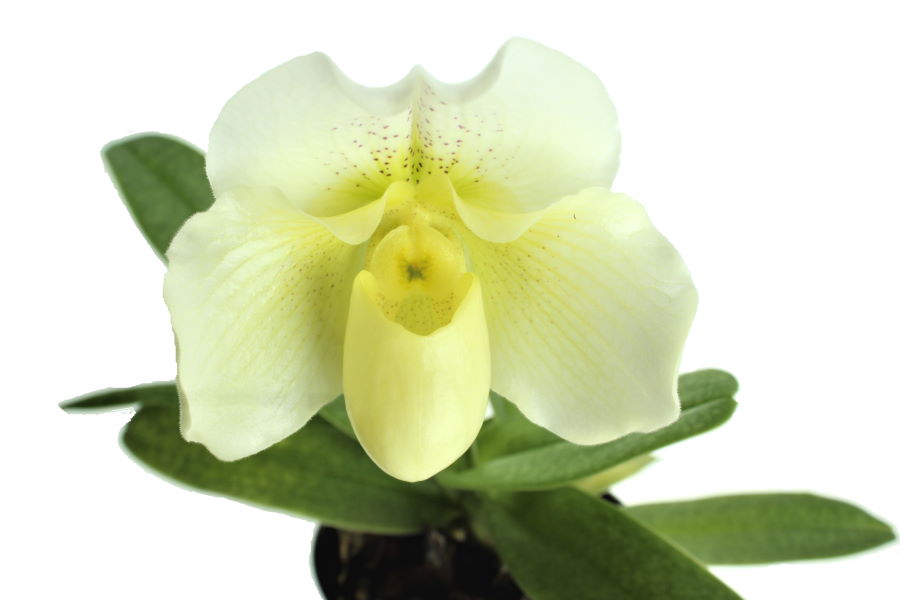 Paphiopedilum White Lady