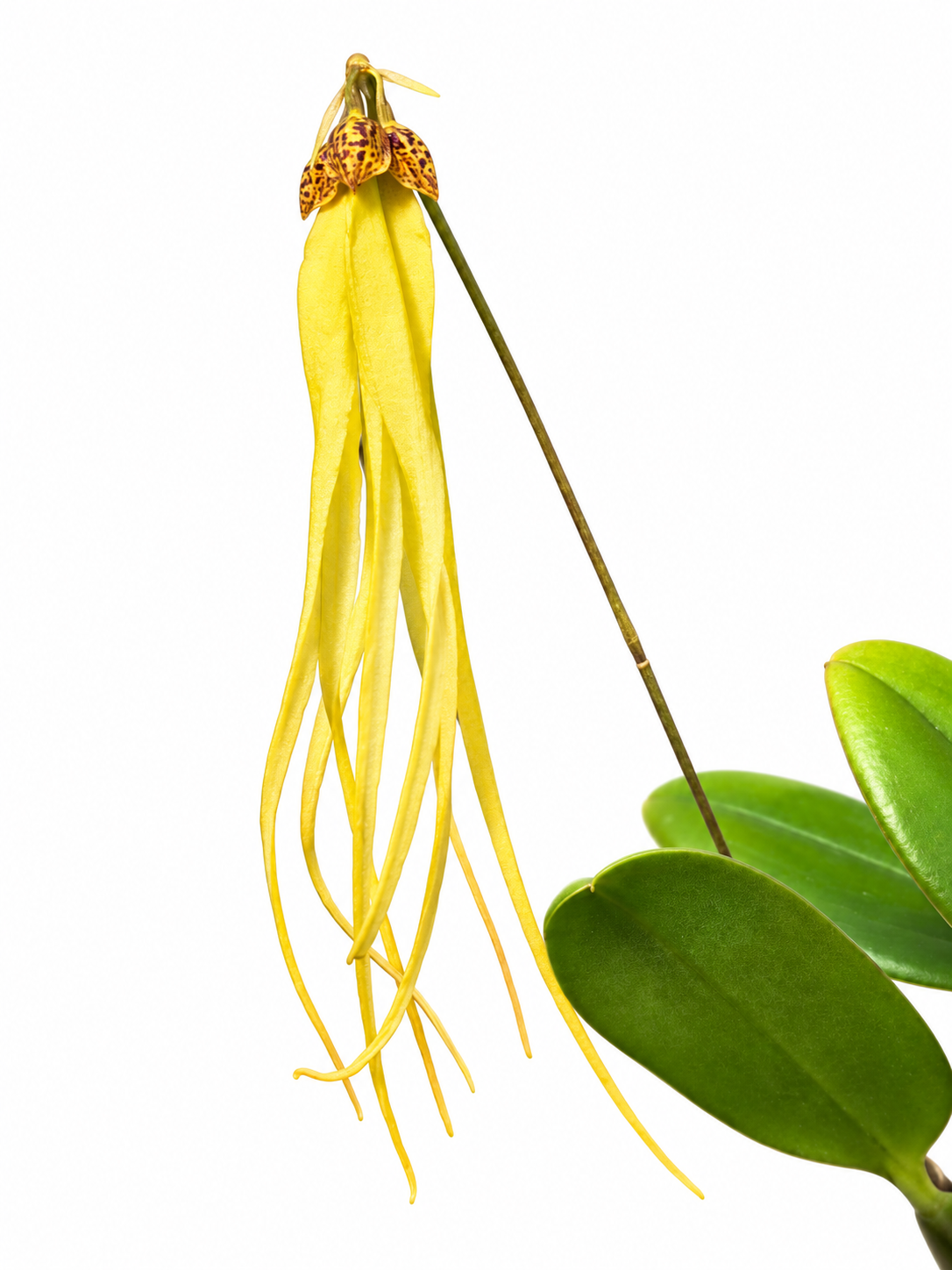 Bulbophyllum thiurum