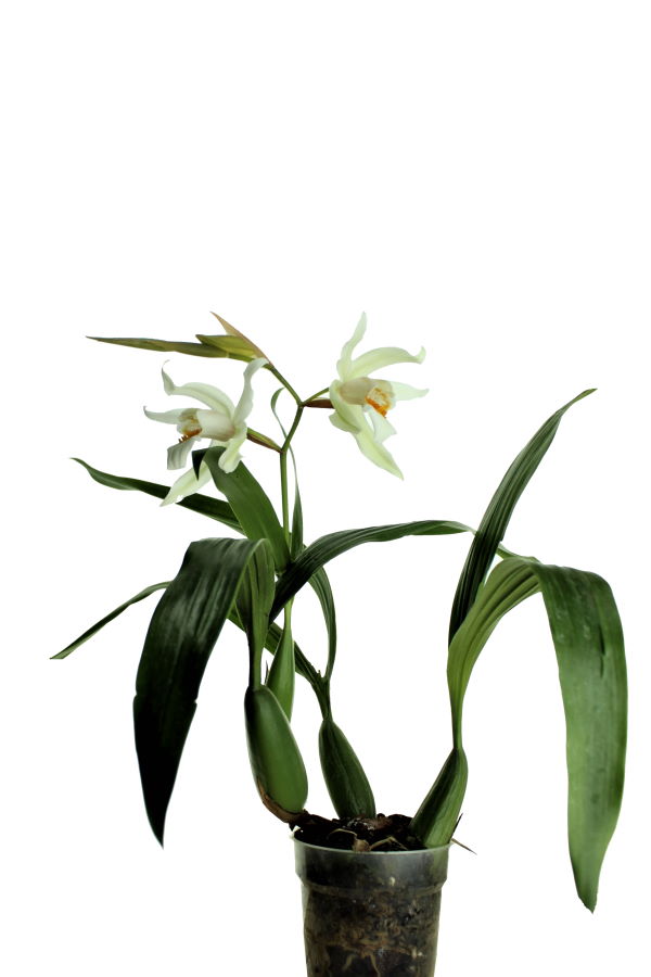 Coelogyne Linda Buckley (mooreana x cristata)