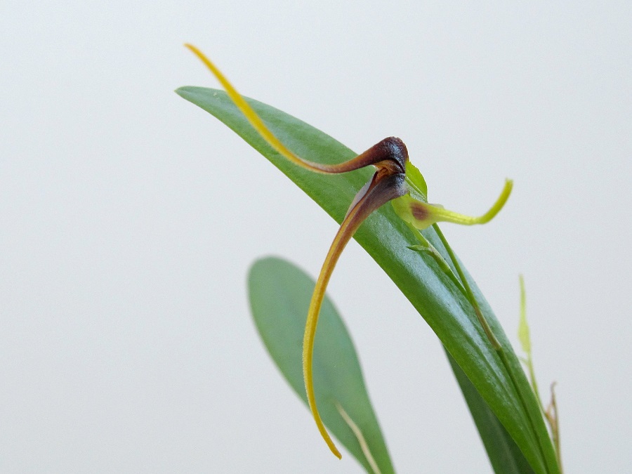 Pleurothallis (Anathallis) kautskyi