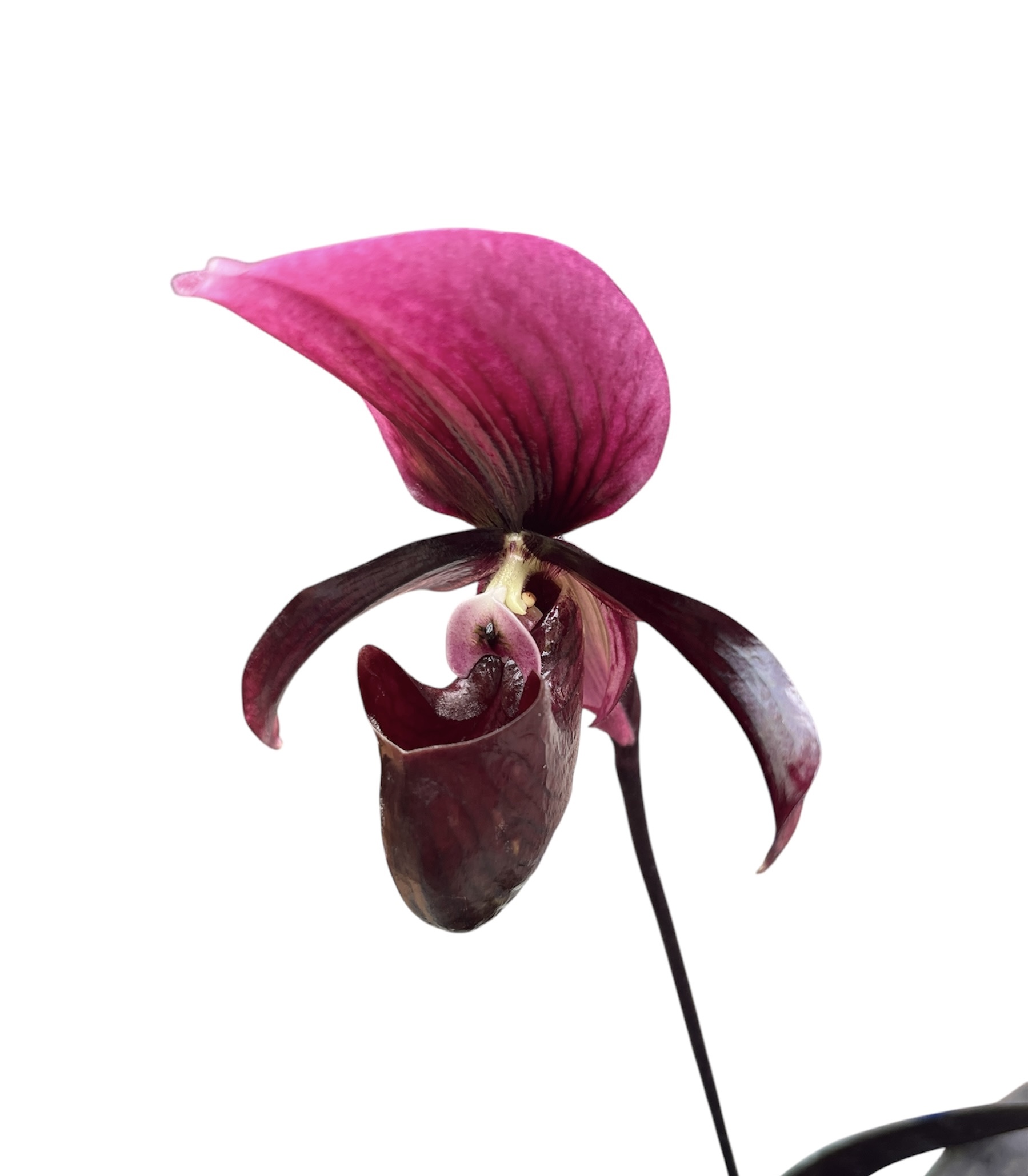 Paphiopedilum Maudiae vinicolor 'Black Jack'
