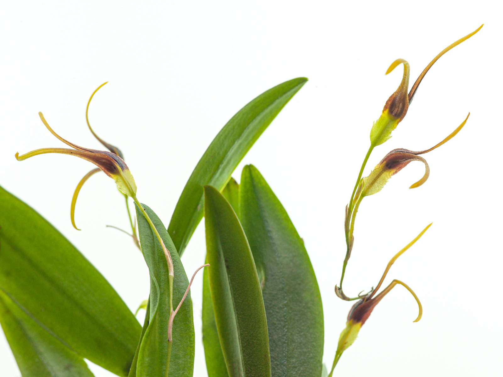 Pleurothallis (Anathallis) kautskyi