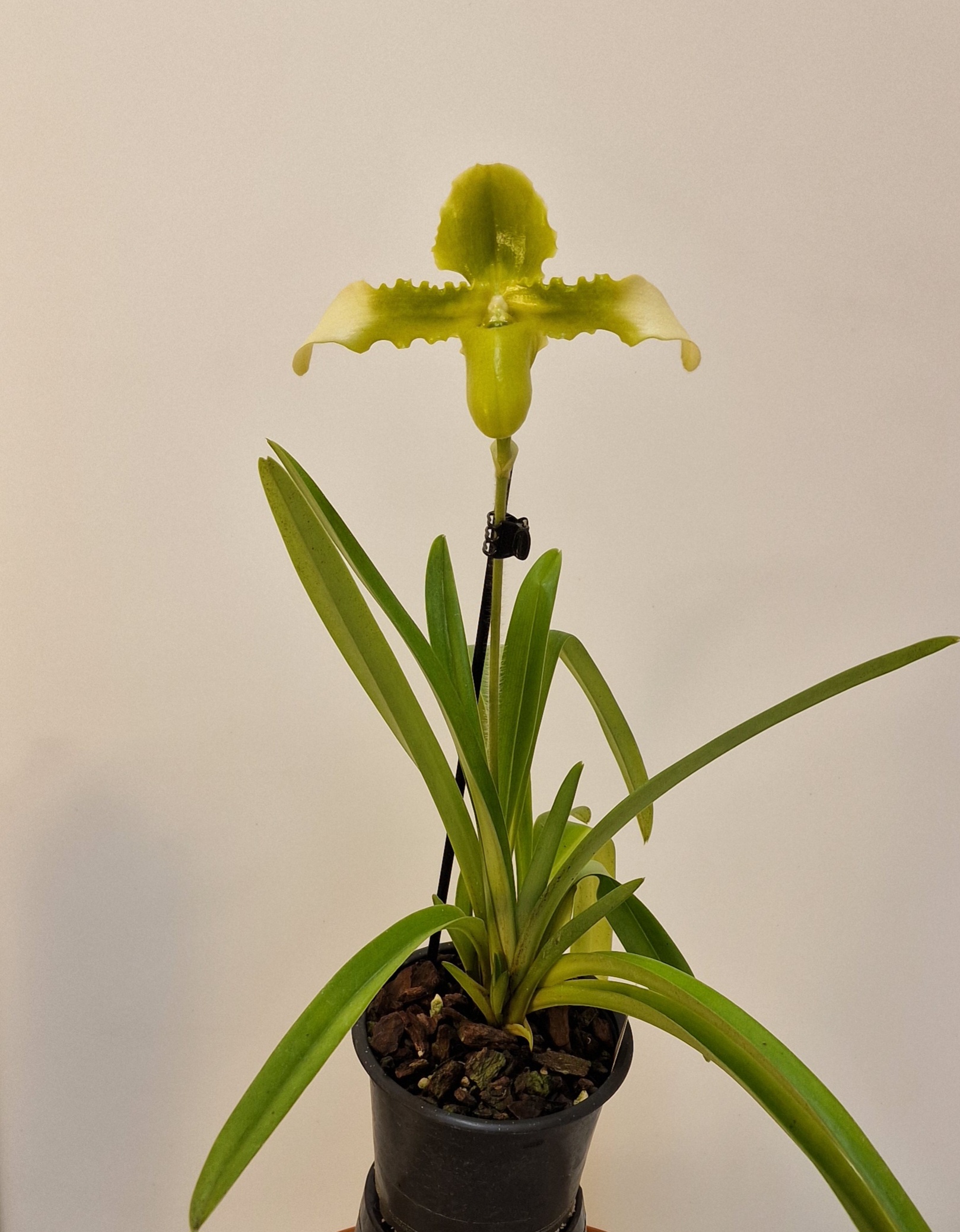 Paphiopedilum coccineum