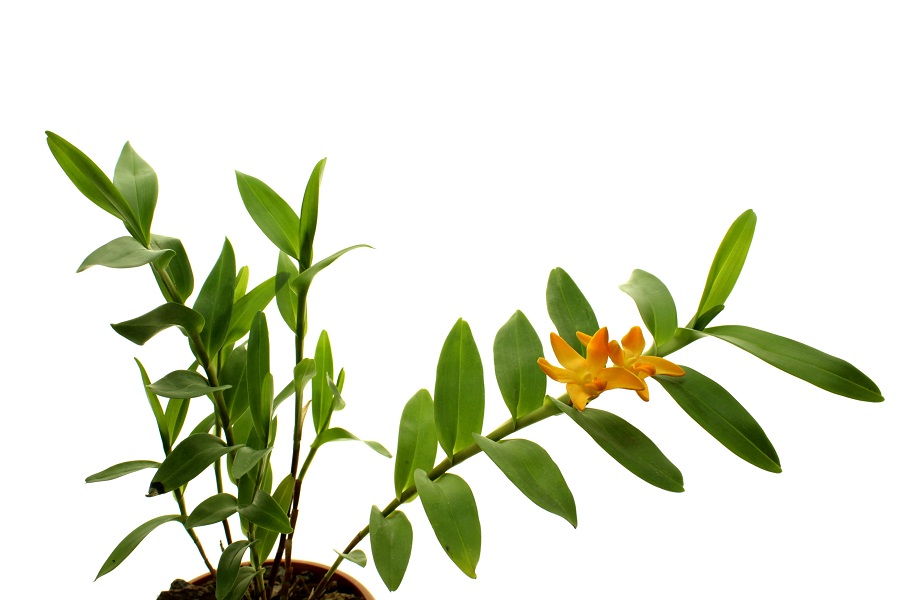 Dendrobium aurifex