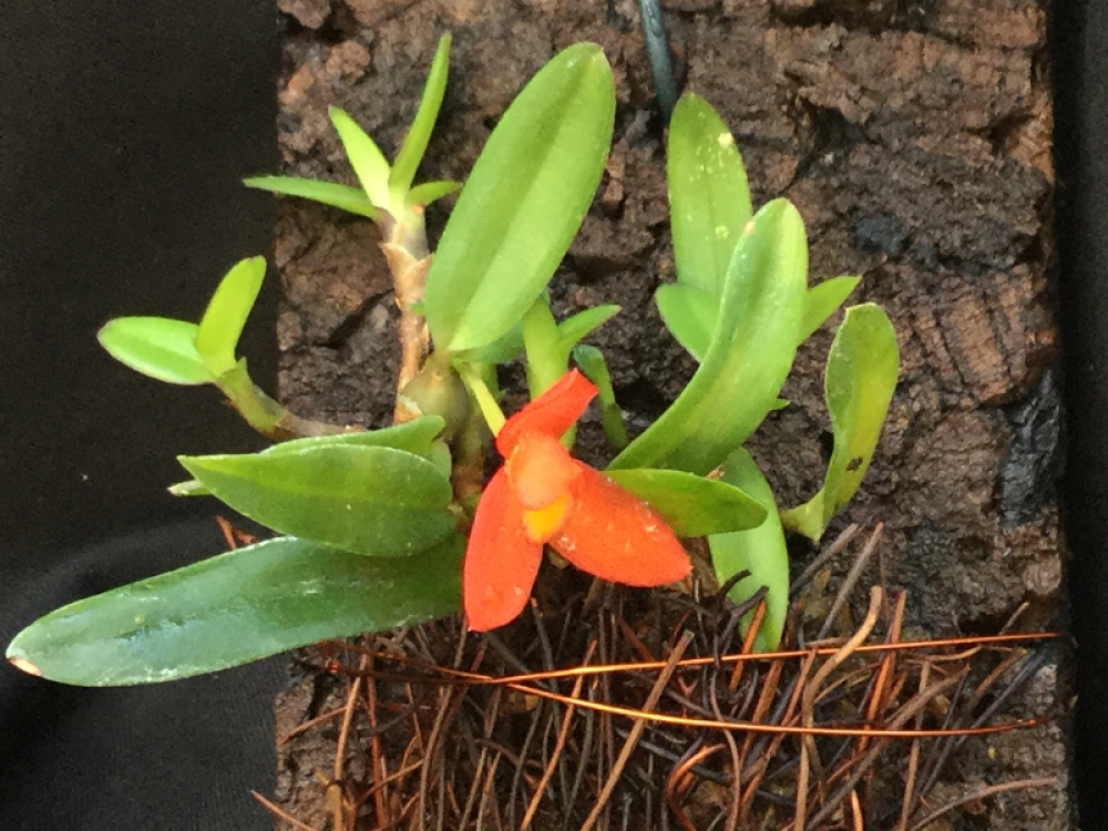 Maxillaria sophronitis