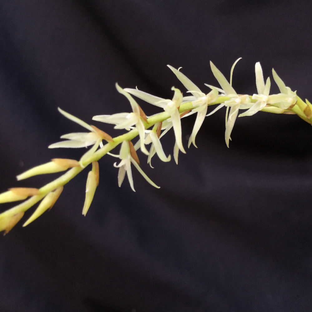 Dendrochilum yuccifolium