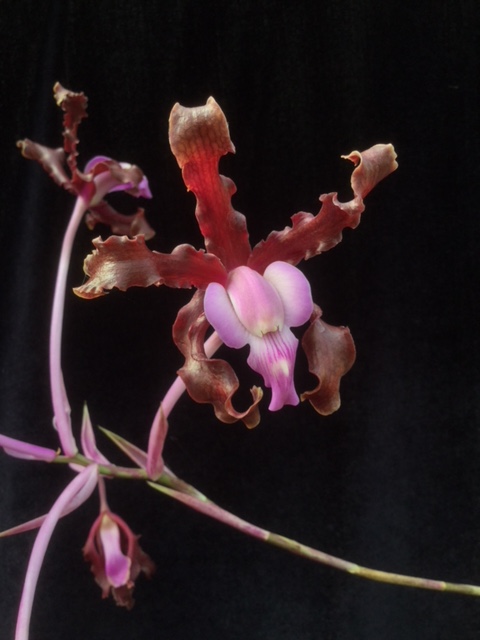 Laelia splendida