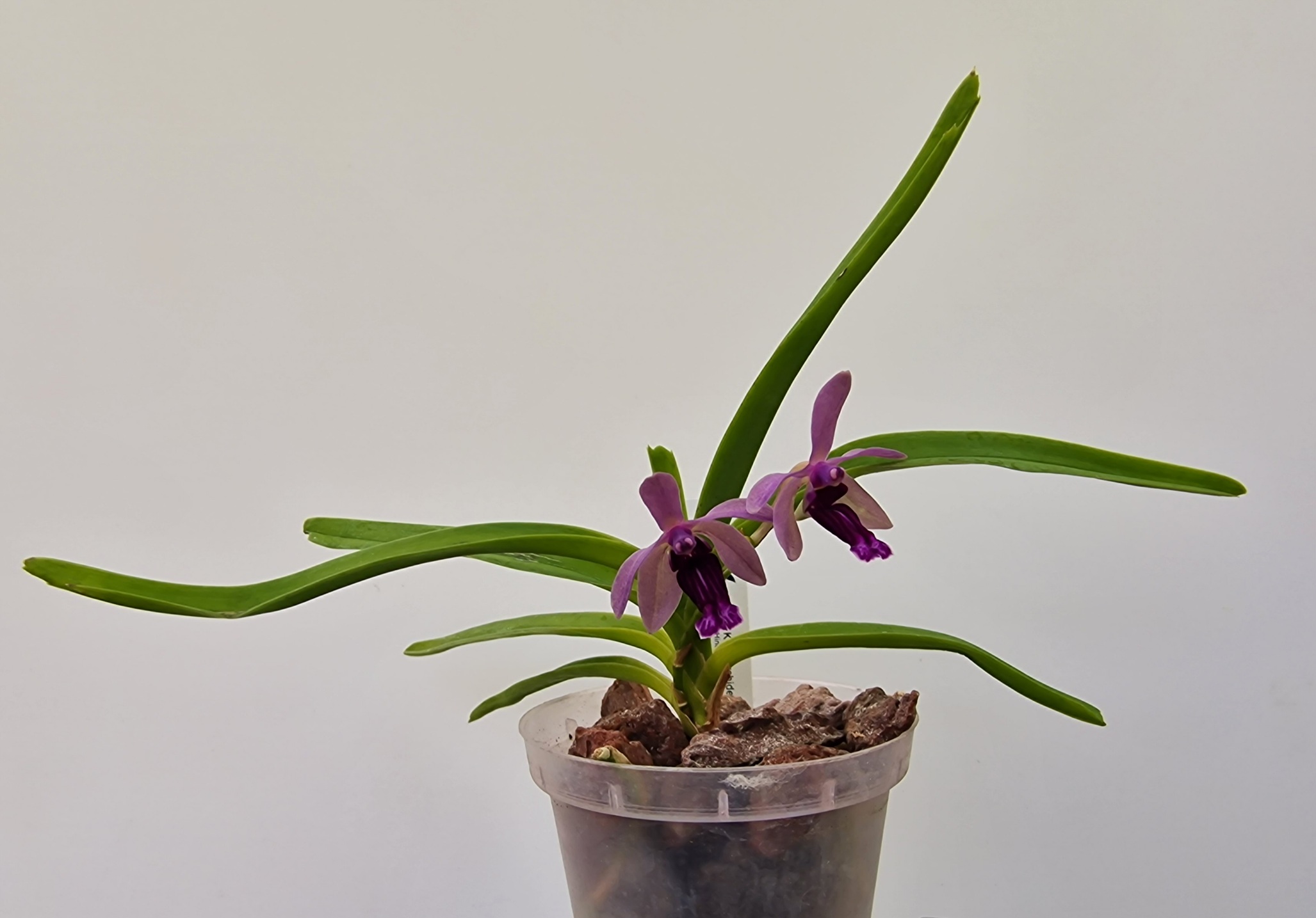 Vanda cristata x (Holcoglossum rupestre x Vanda coerulescens)
