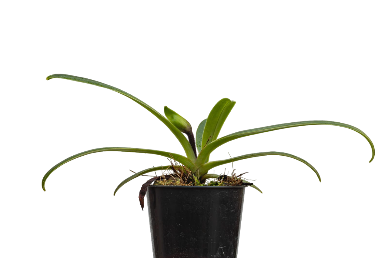 Paphiopedilum barbigerum