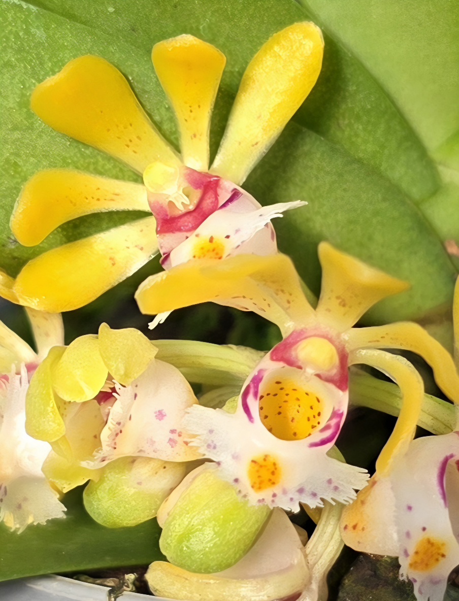 Gastrochilus obliquus