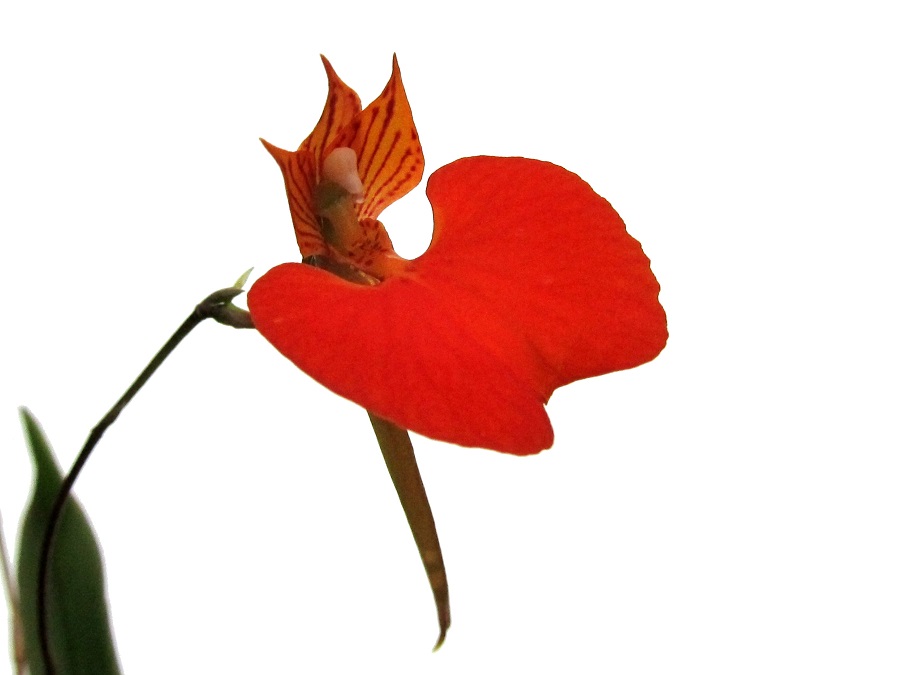 Comparettia speciosa