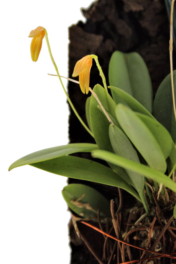 Pleurothallis corniculata
