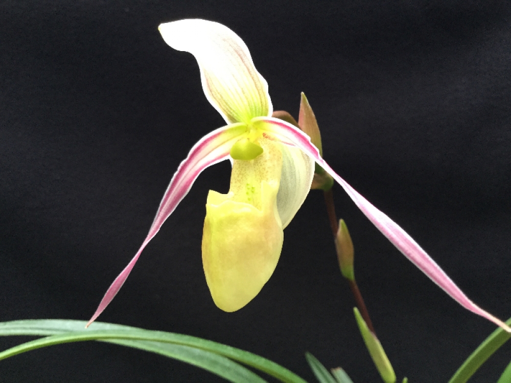 Phragmipedium hartwegii f.baderi
