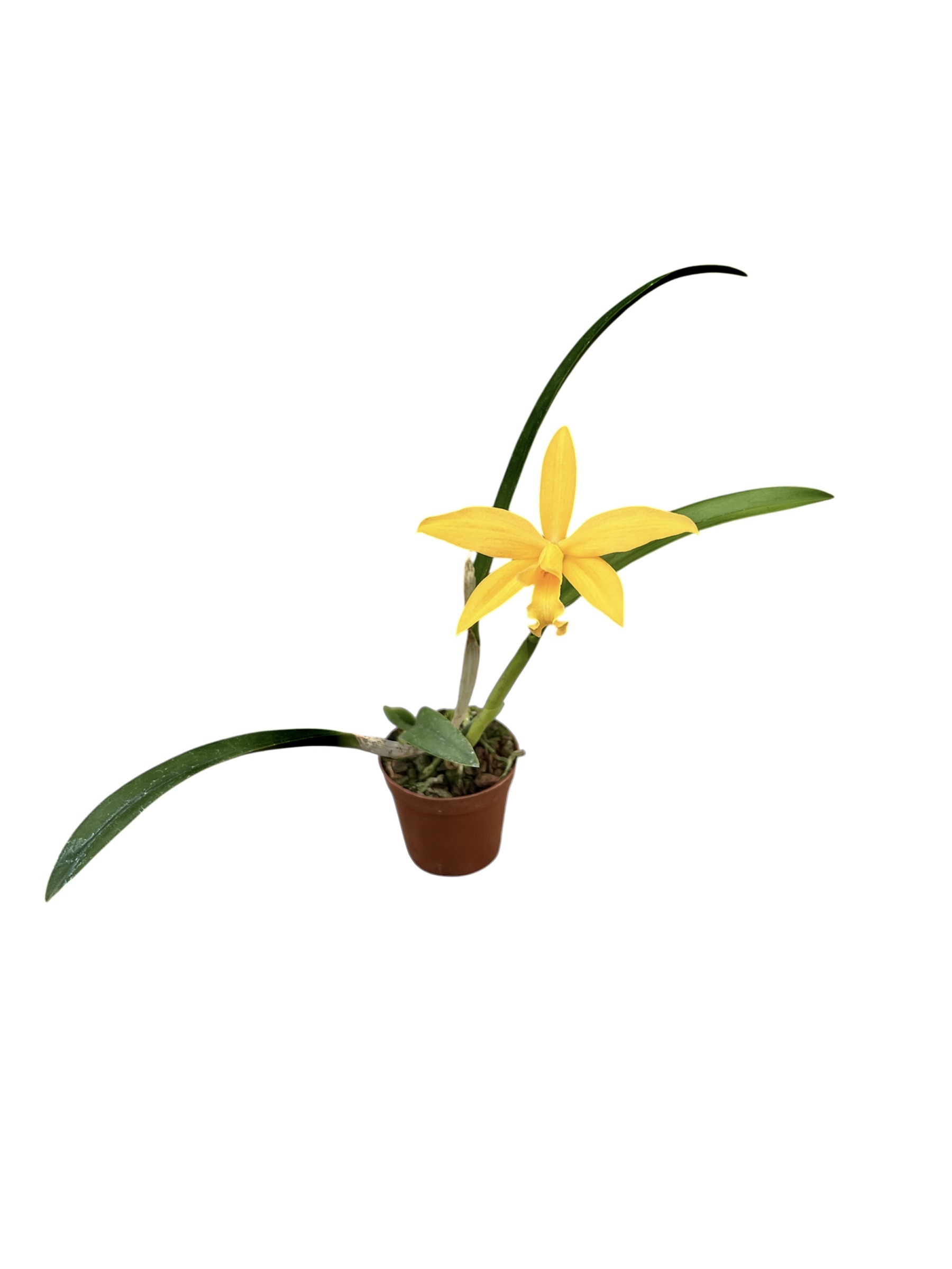 Cattleya praestans x Cattleya harpophylla