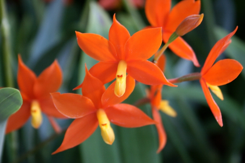 Encyclia vitellina