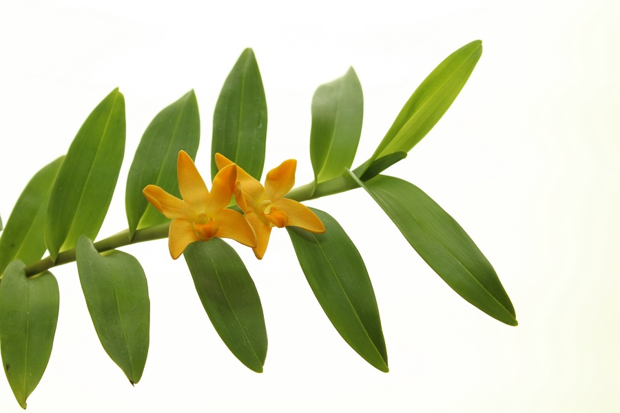 Dendrobium aurifex