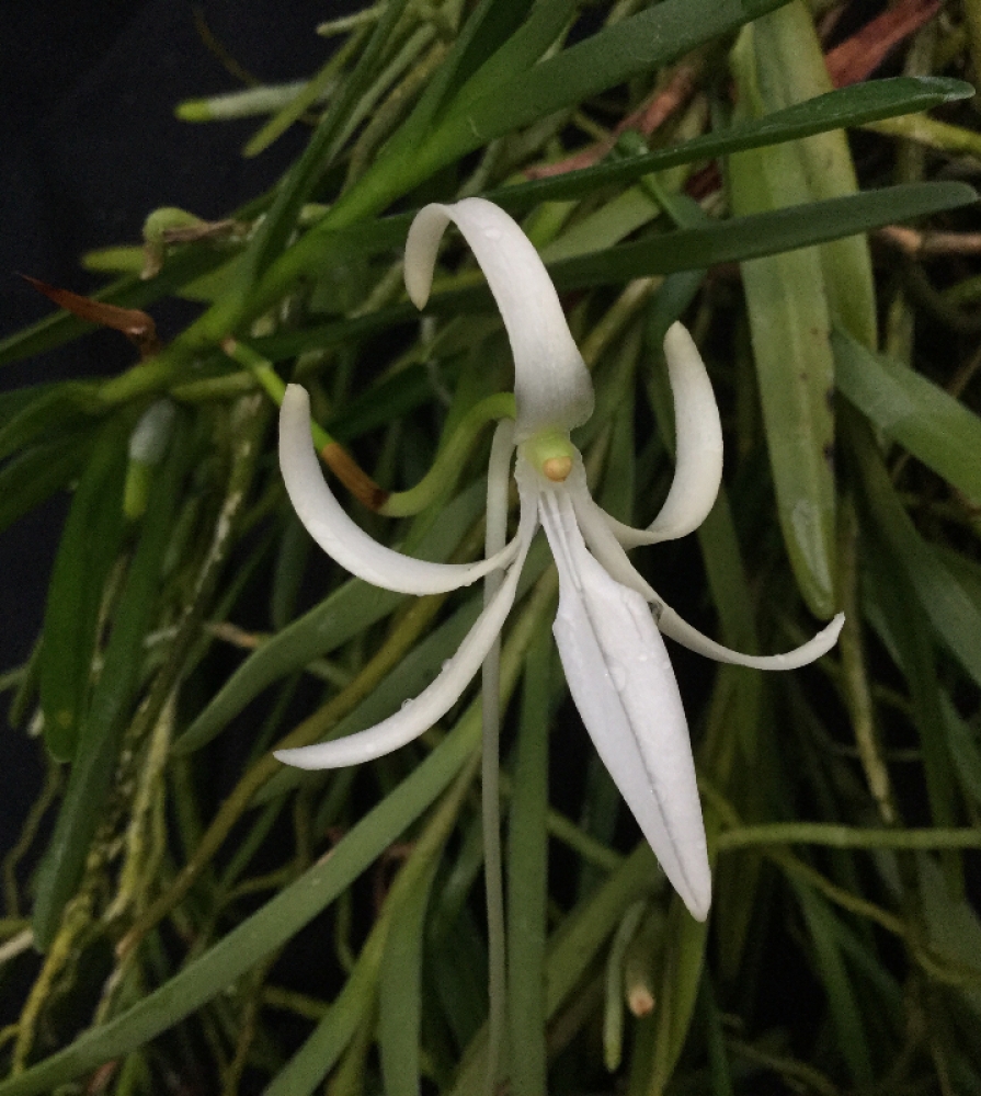 Jumellea comorensis