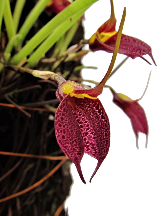 Masdevallia burzlaffiana