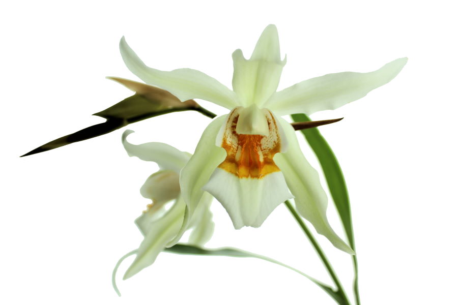 Coelogyne Linda Buckley (mooreana x cristata)