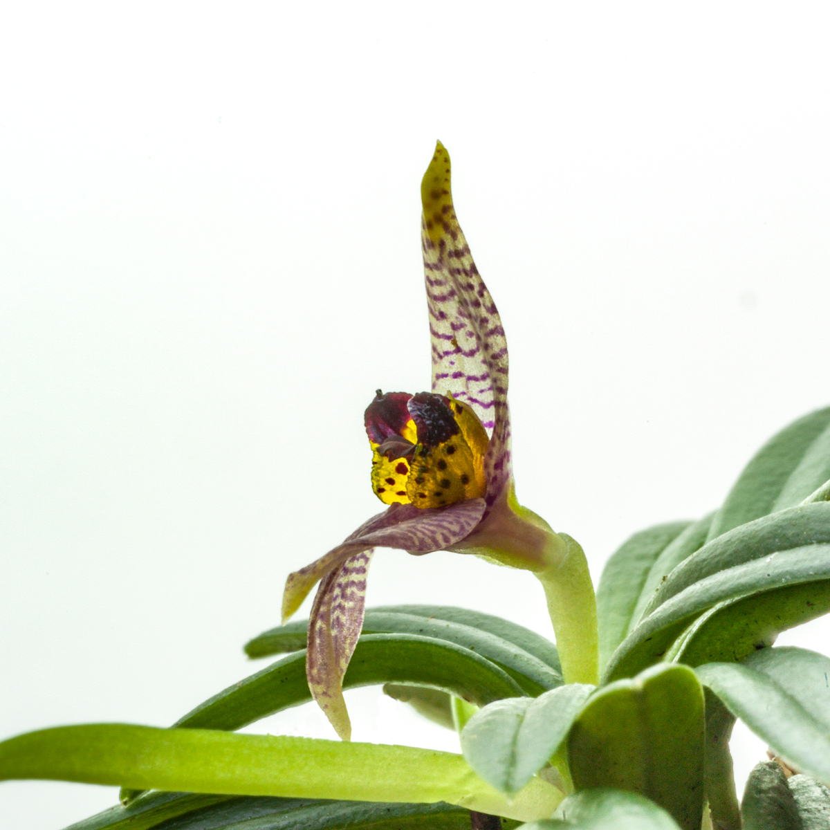 Dryadella cristata