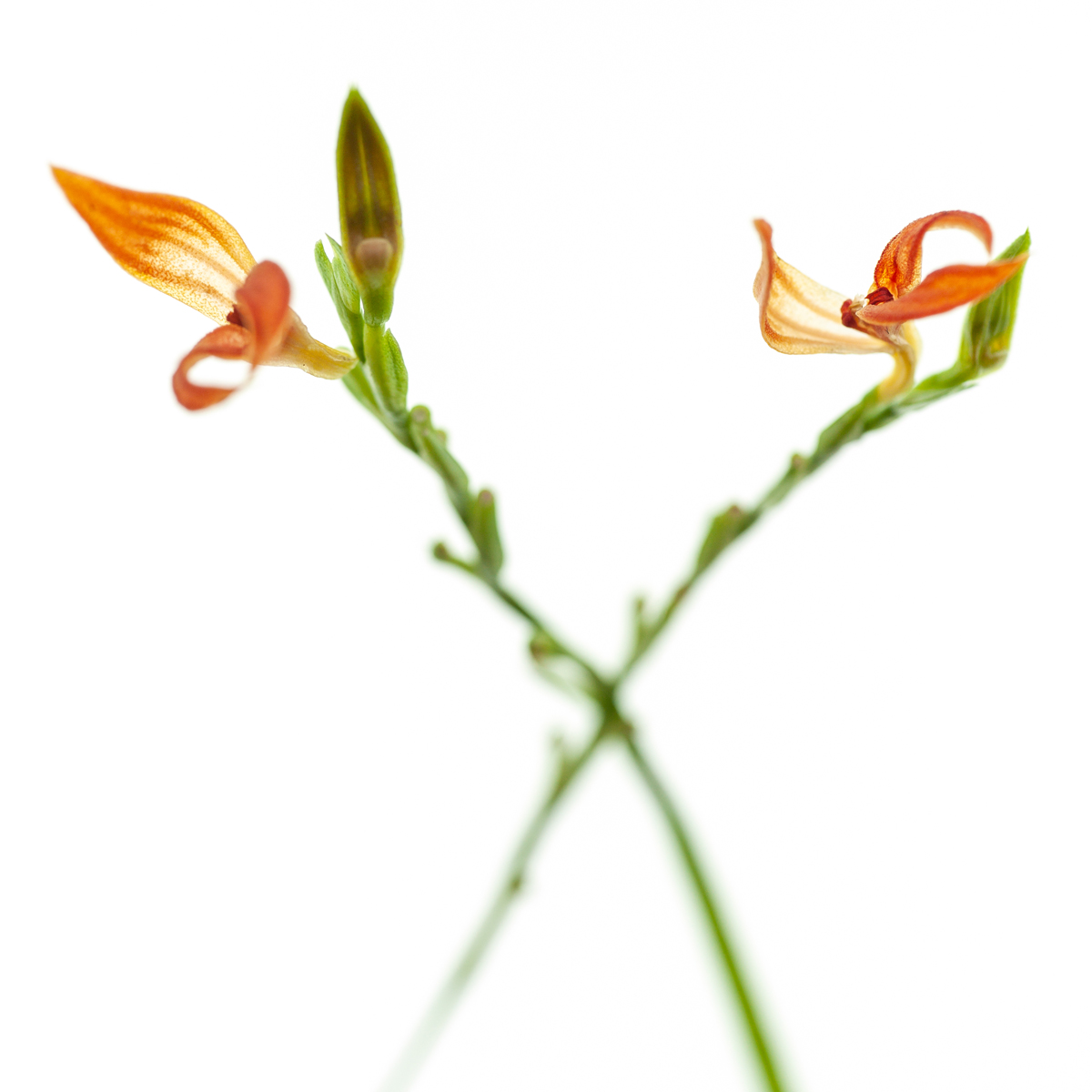 Pleurothallis  endotrachys
