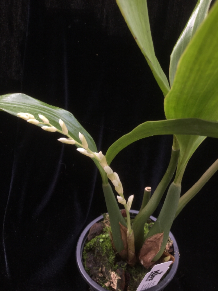 Pholidota longipes