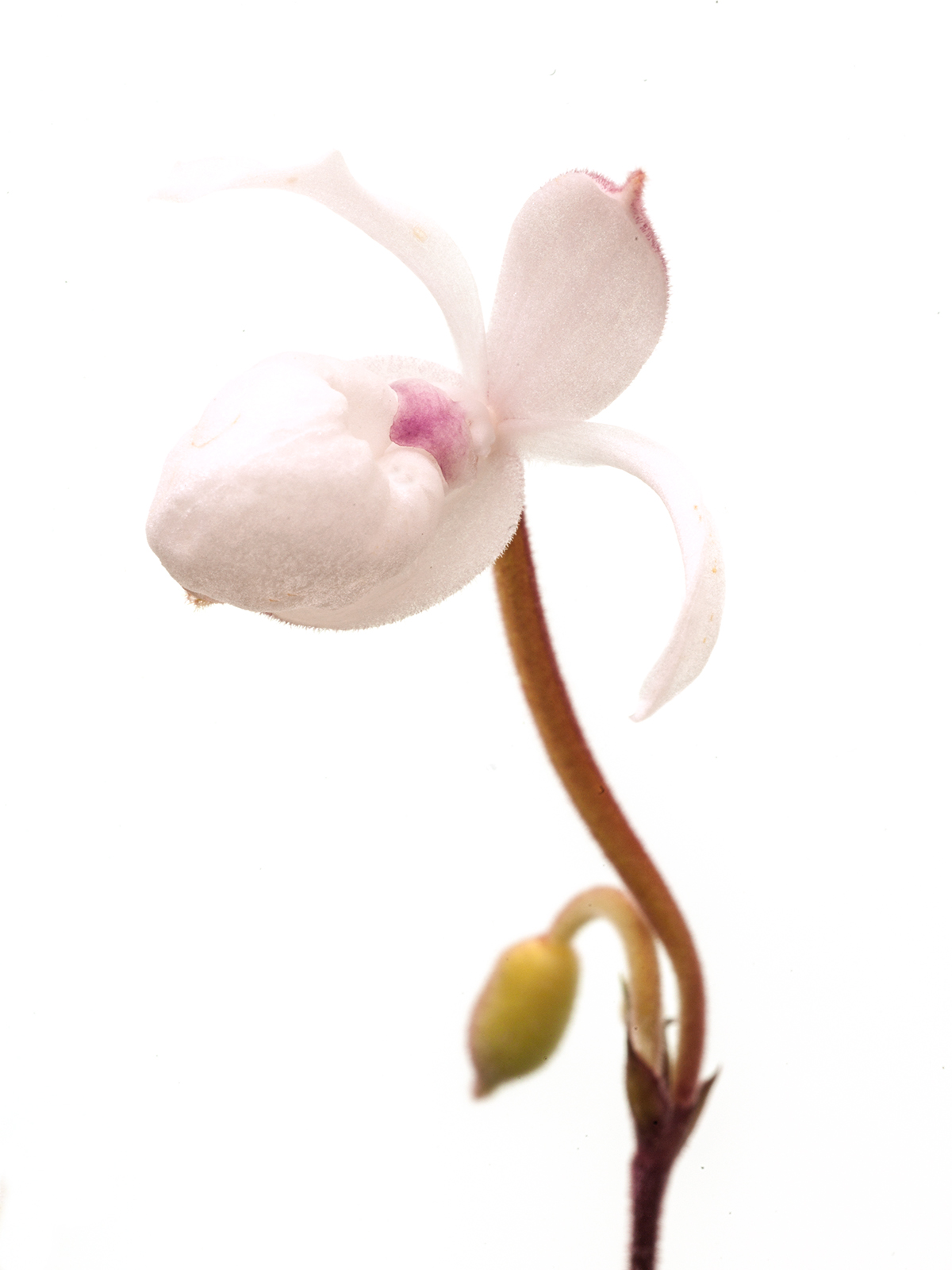 Mexipedium xerophyticum