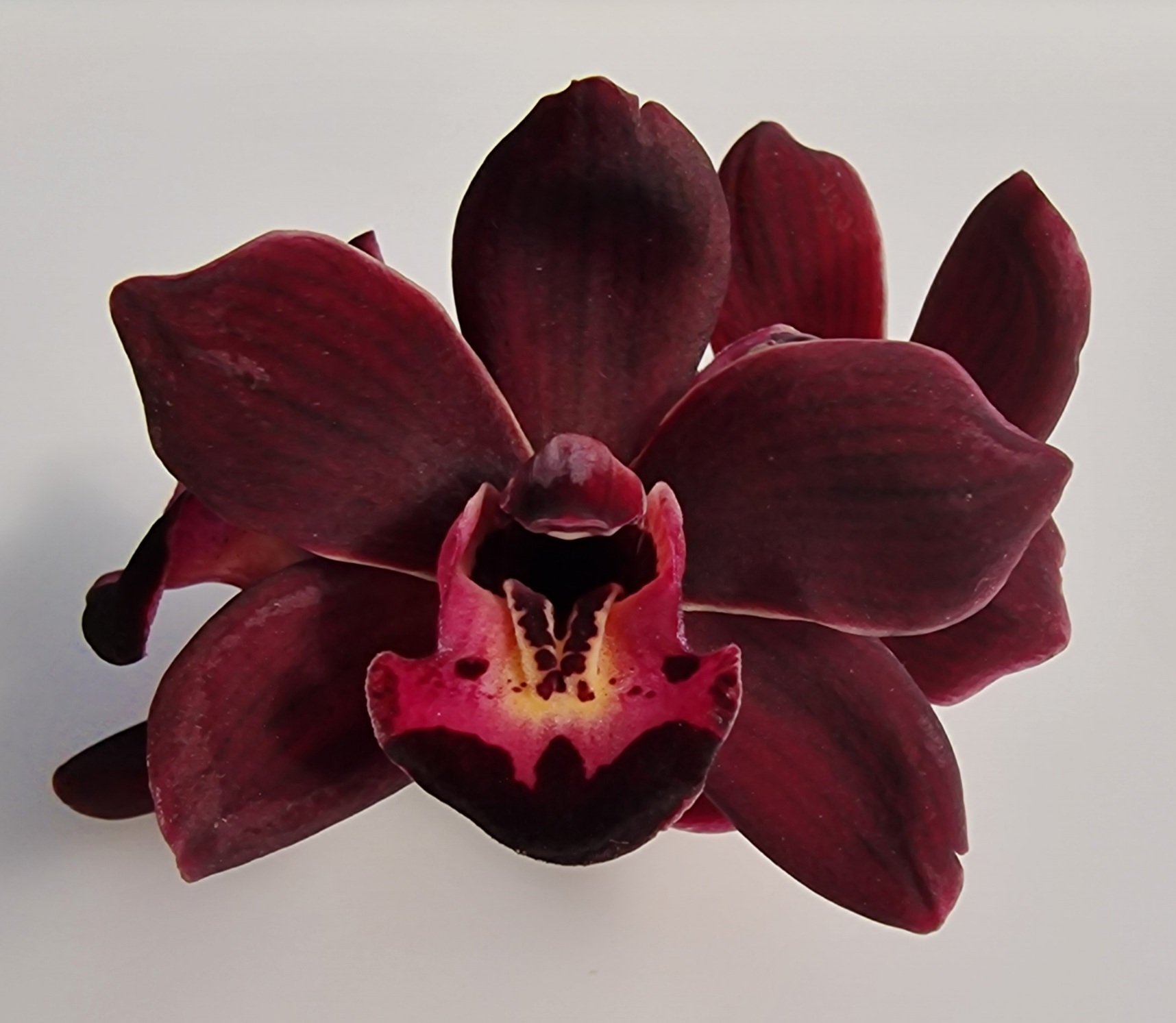 Cymbidium Kiwi Midnight