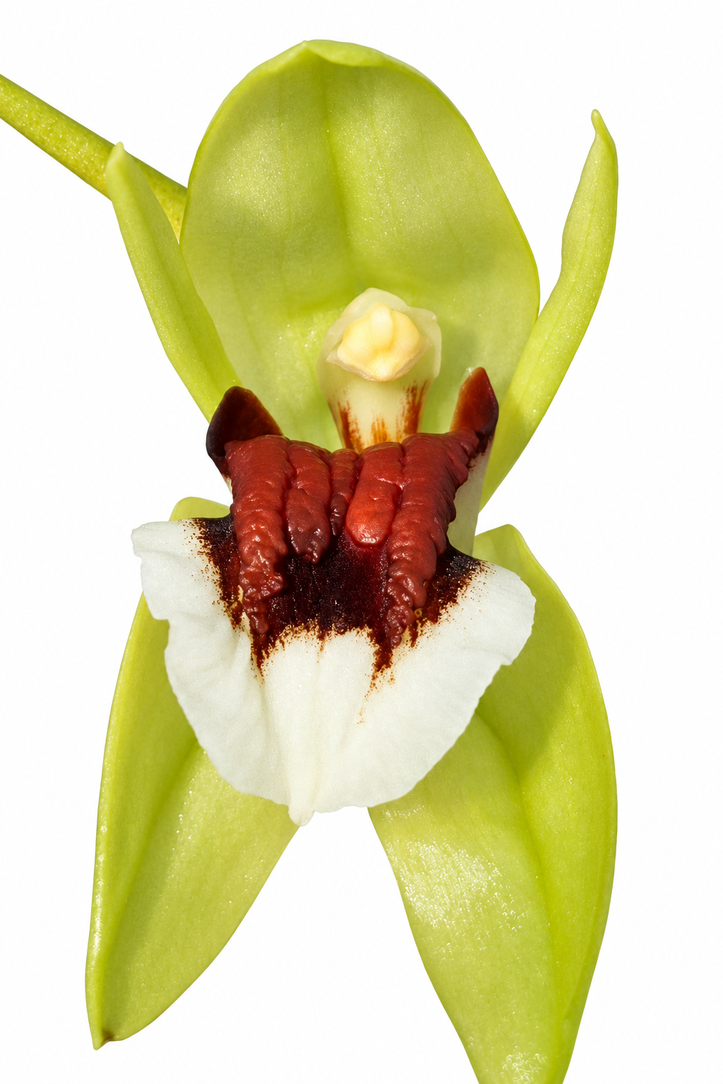 Coelogyne beccarii