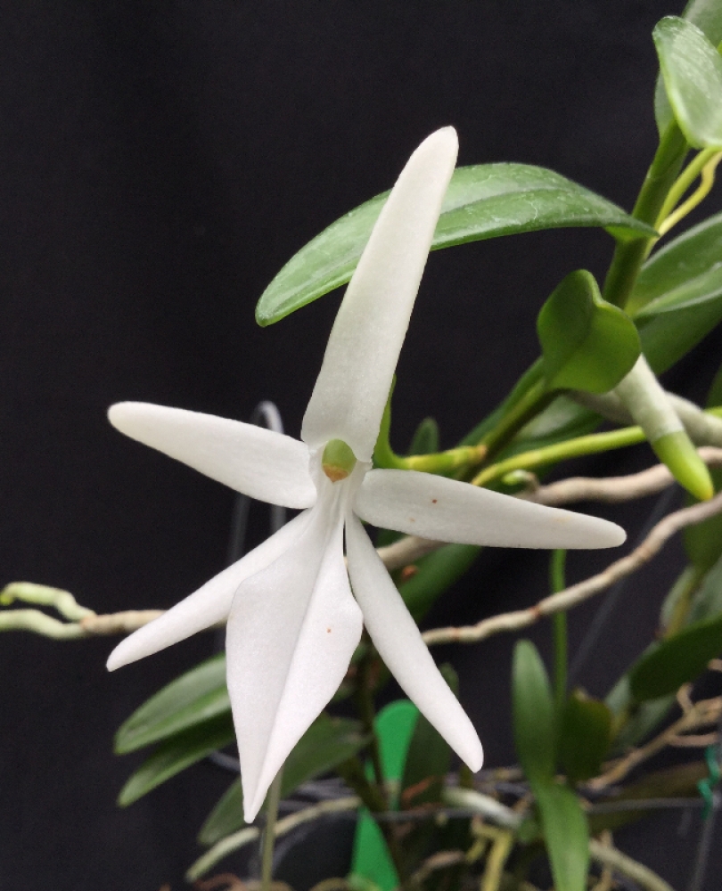 Jumellea comorensis