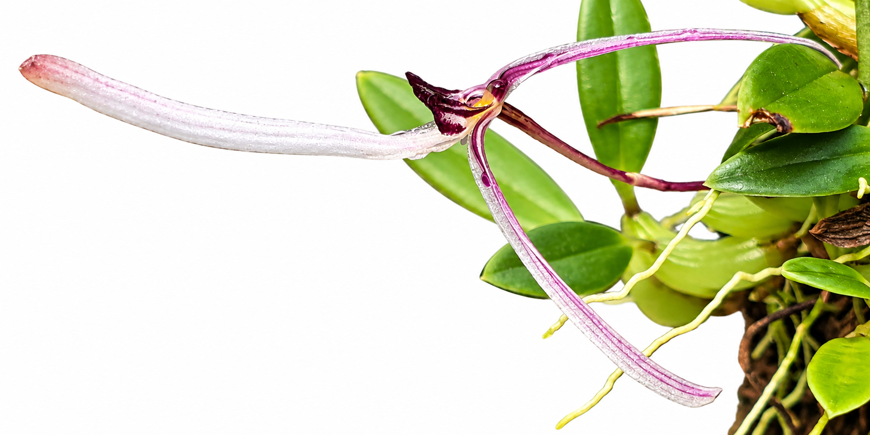 Bulbophyllum dolichoglottis