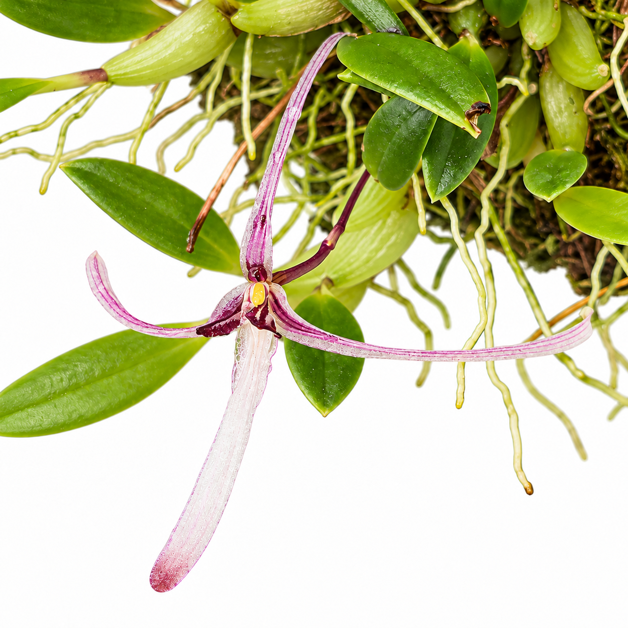 Bulbophyllum dolichoglottis