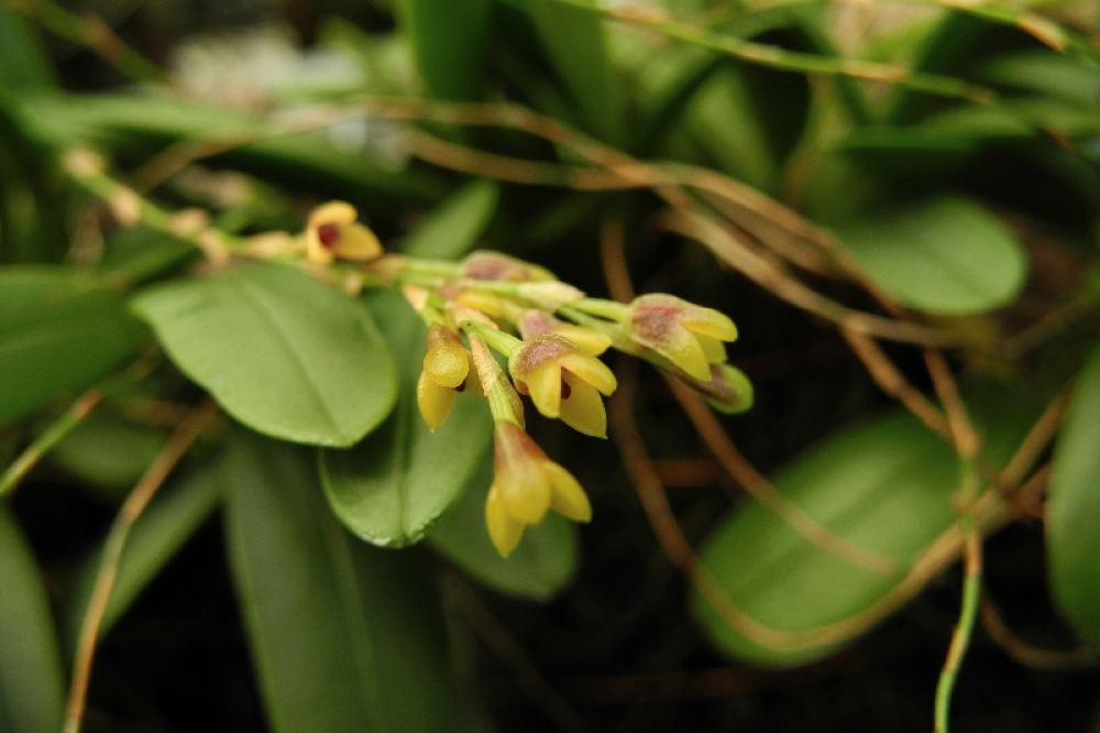 Physosiphon punctulatus