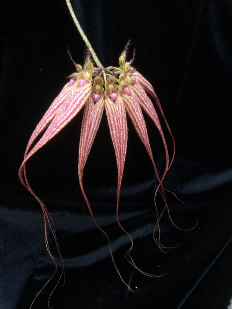 Bulbophyllum Elizabeth Ann 'Buckleberry' Schaupflanze