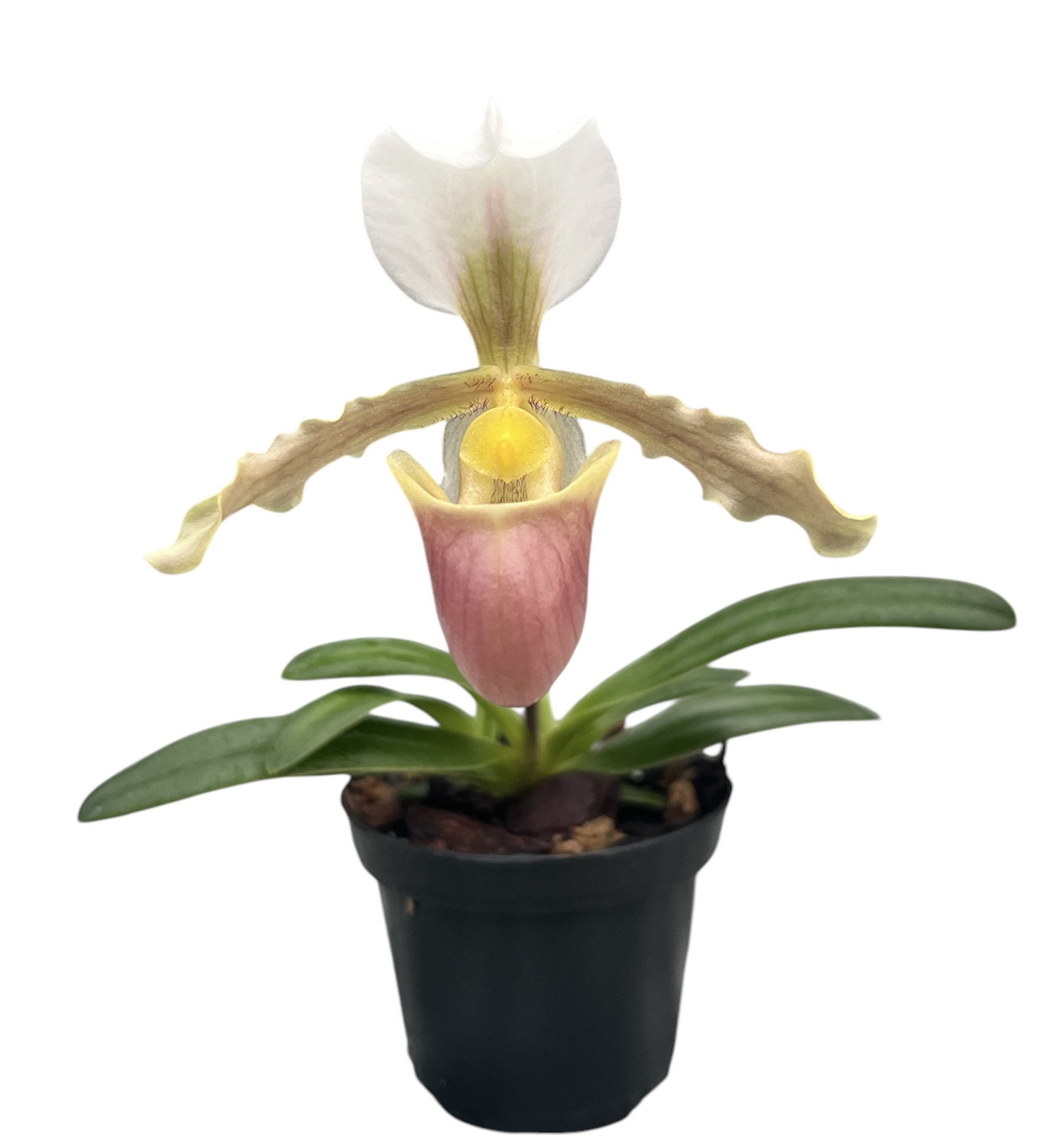 Paphiopedilum barbigerum