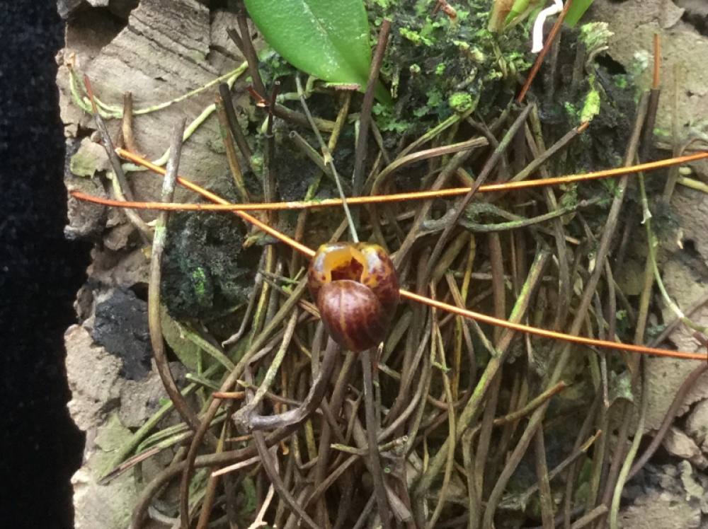 Scaphosepalum ovulare