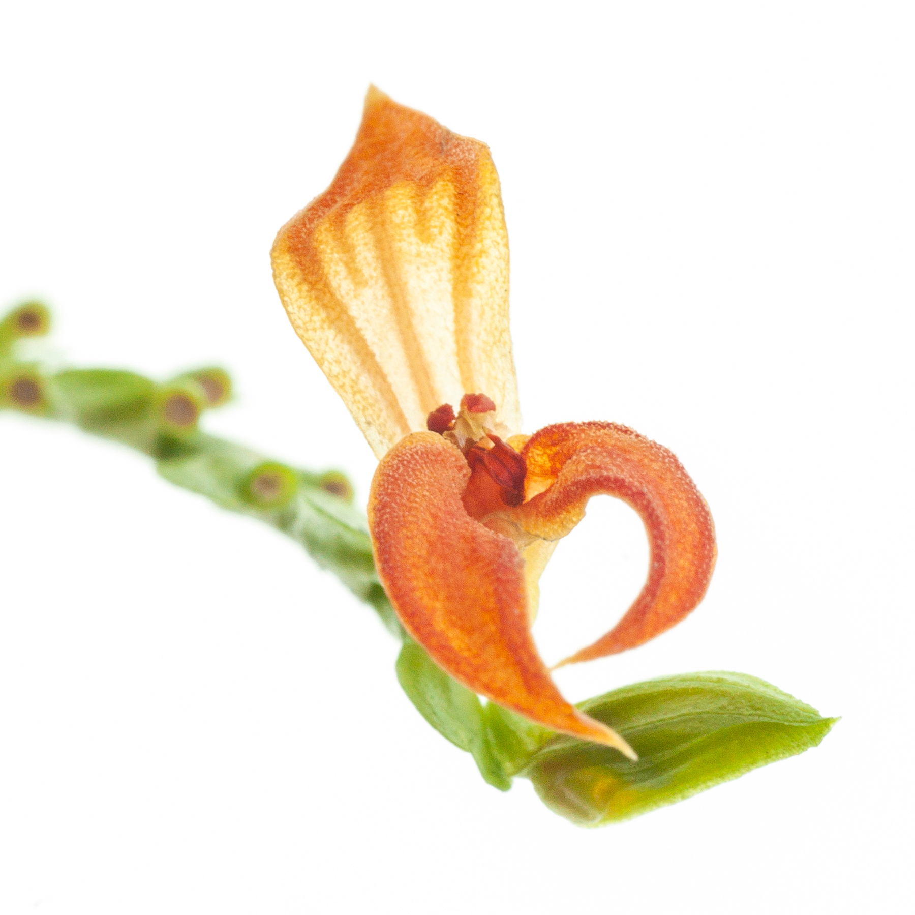 Pleurothallis  endotrachys