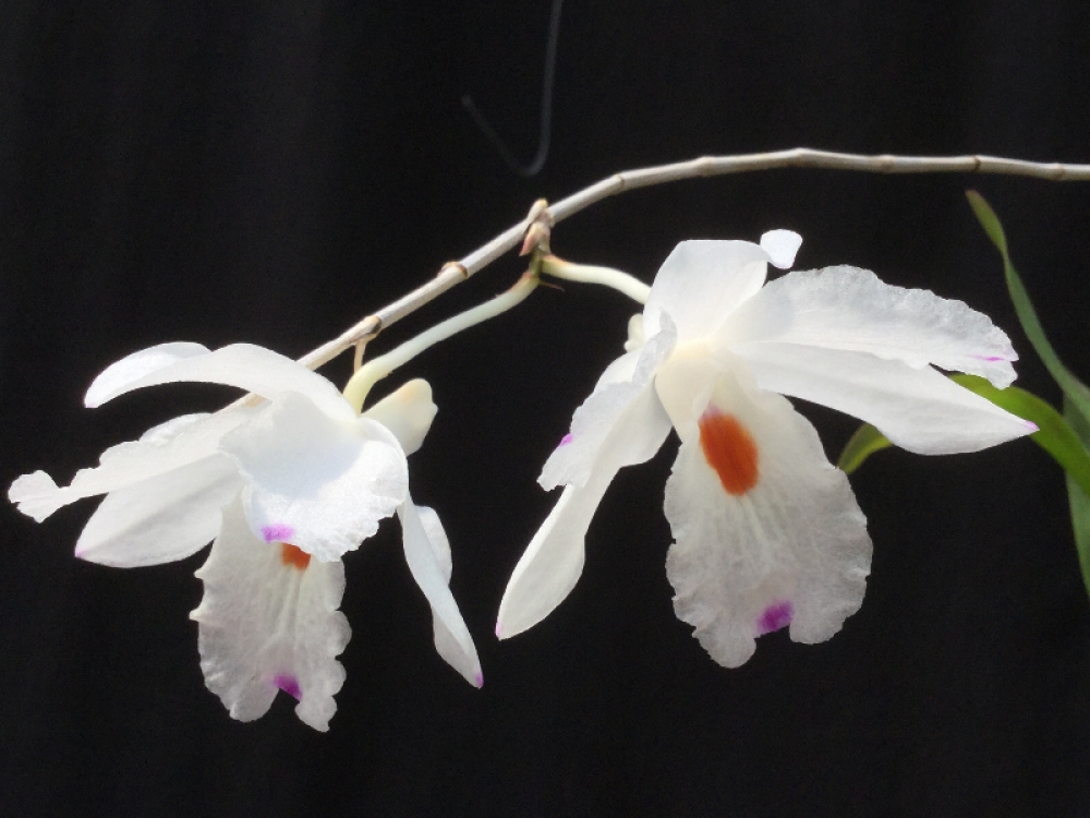 Dendrobium adae